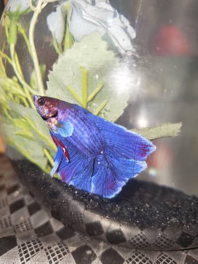 BETTA FISH FOR SALE | WHOLE SALE RATE AVAILABLE| MIN ORDER 50 PCS