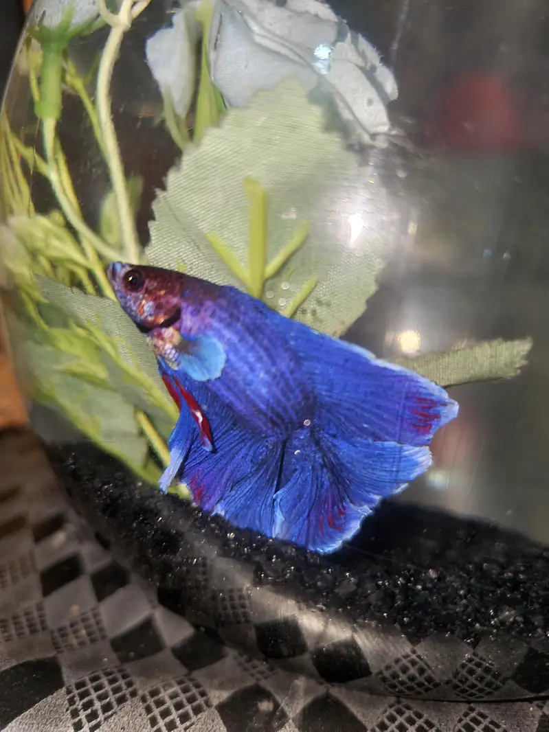 BETTA FISH FOR SALE | WHOLE SALE RATE AVAILABLE| MIN ORDER 50 PCS — photo 2