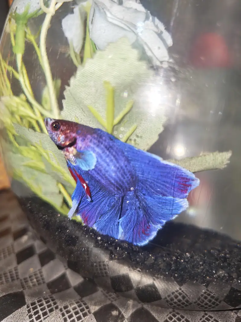 BETTA FISH FOR SALE | WHOLE SALE RATE AVAILABLE| MIN ORDER 50 PCS — photo 3