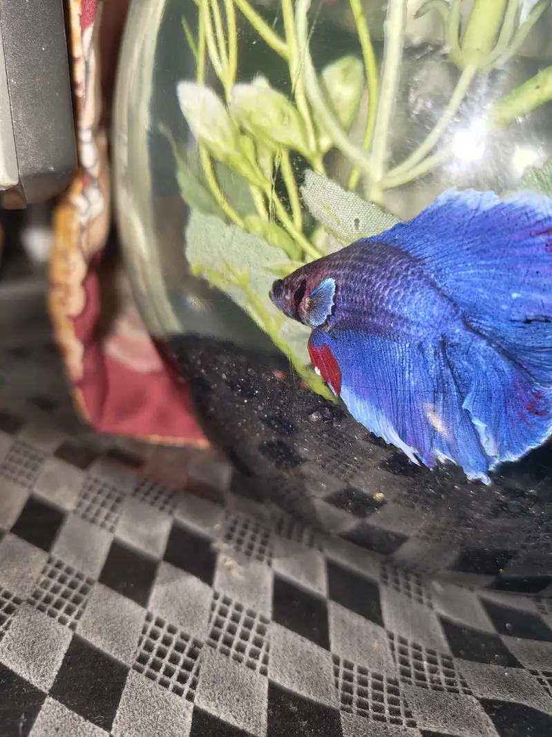 BETTA FISH FOR SALE | WHOLE SALE RATE AVAILABLE| MIN ORDER 50 PCS — photo 4