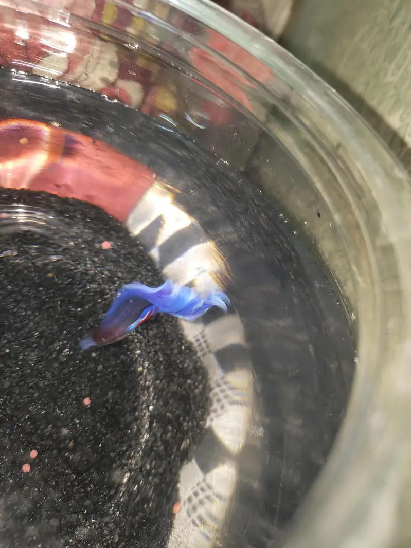 BETTA FISH FOR SALE | WHOLE SALE RATE AVAILABLE| MIN ORDER 50 PCS — photo 5