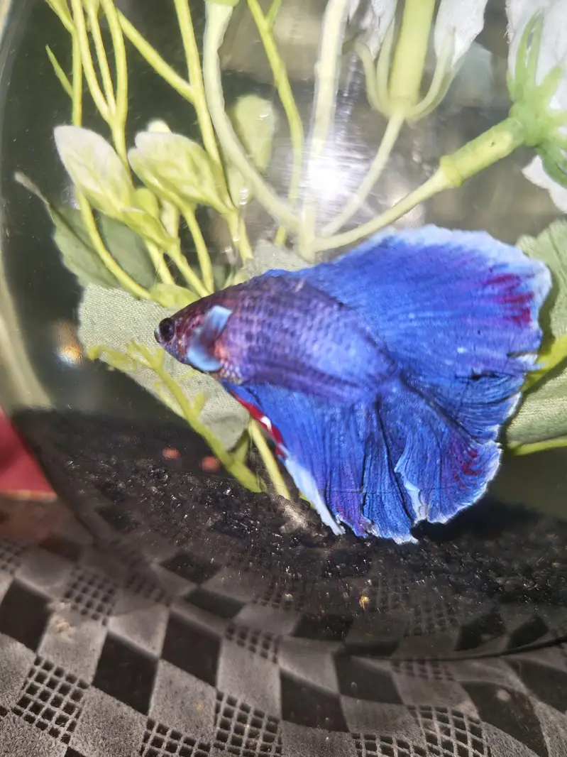 BETTA FISH FOR SALE | WHOLE SALE RATE AVAILABLE| MIN ORDER 50 PCS — photo 6