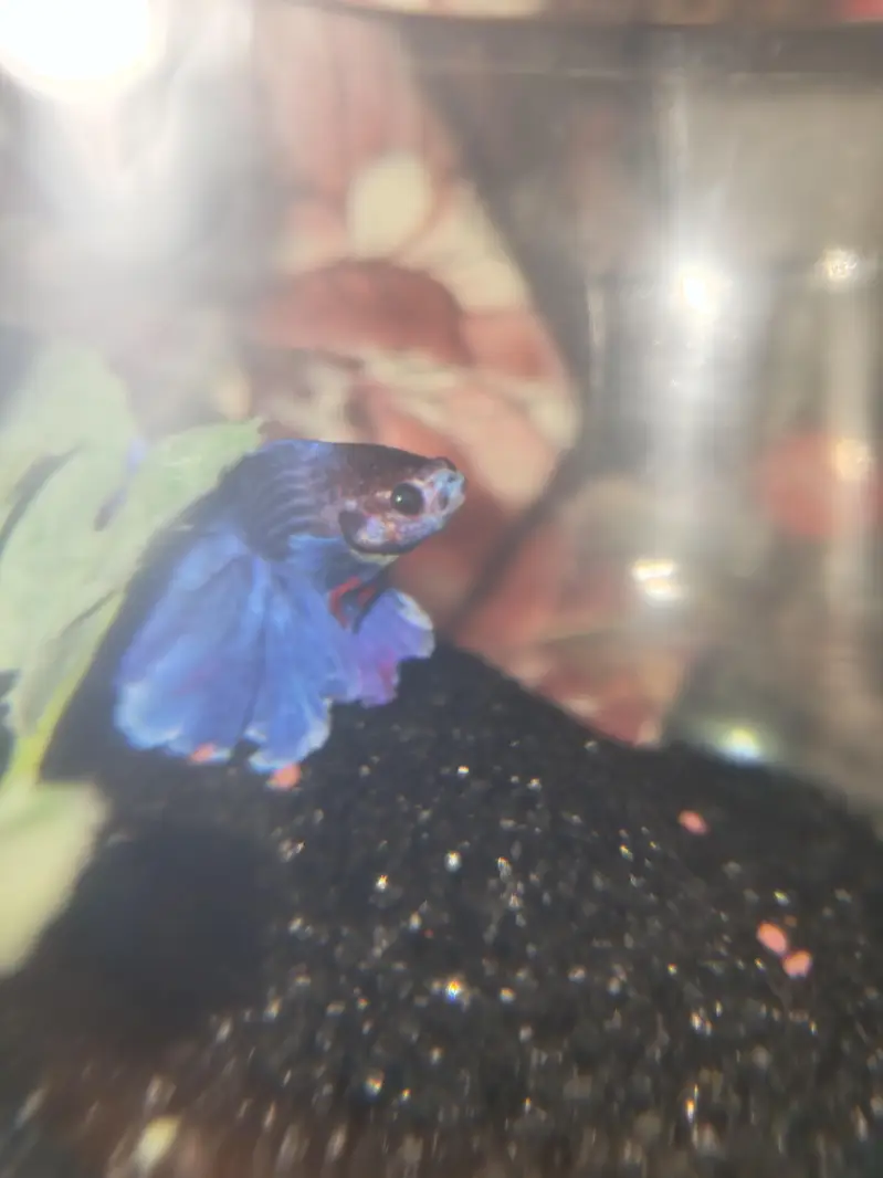 BETTA FISH FOR SALE | WHOLE SALE RATE AVAILABLE| MIN ORDER 50 PCS — photo 7