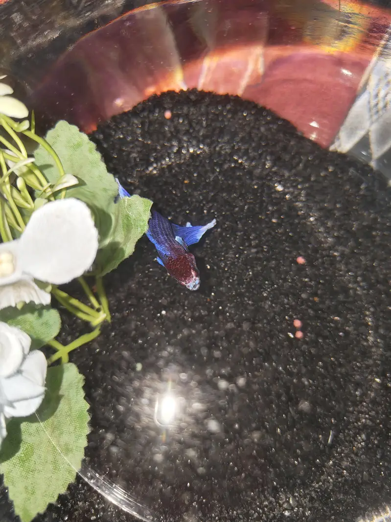 BETTA FISH FOR SALE | WHOLE SALE RATE AVAILABLE| MIN ORDER 50 PCS — photo 8
