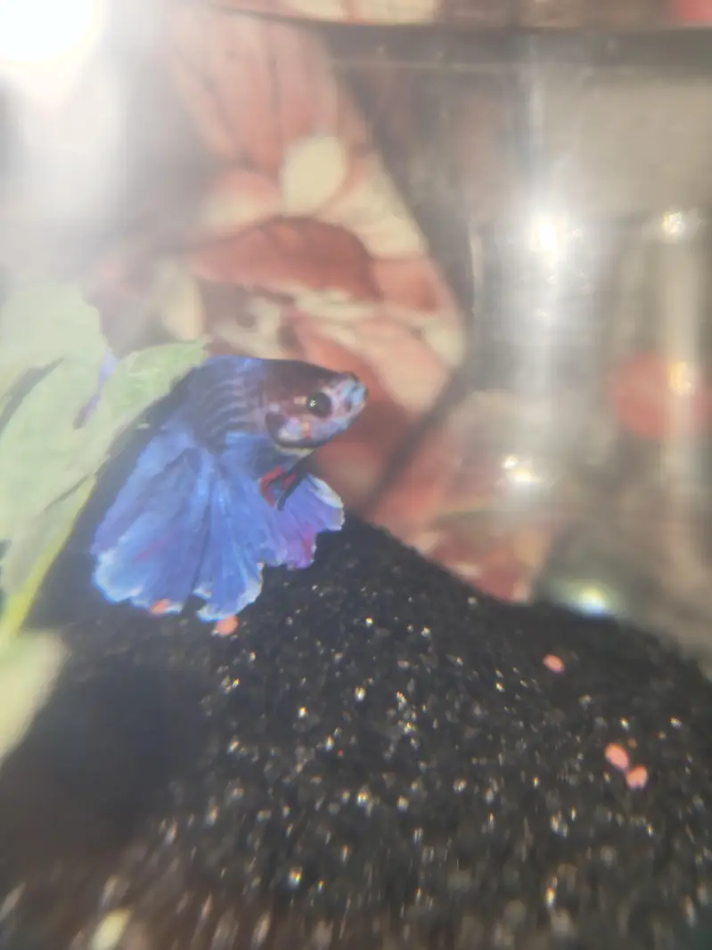 BETTA FISH FOR SALE | WHOLE SALE RATE AVAILABLE| MIN ORDER 50 PCS — photo 9