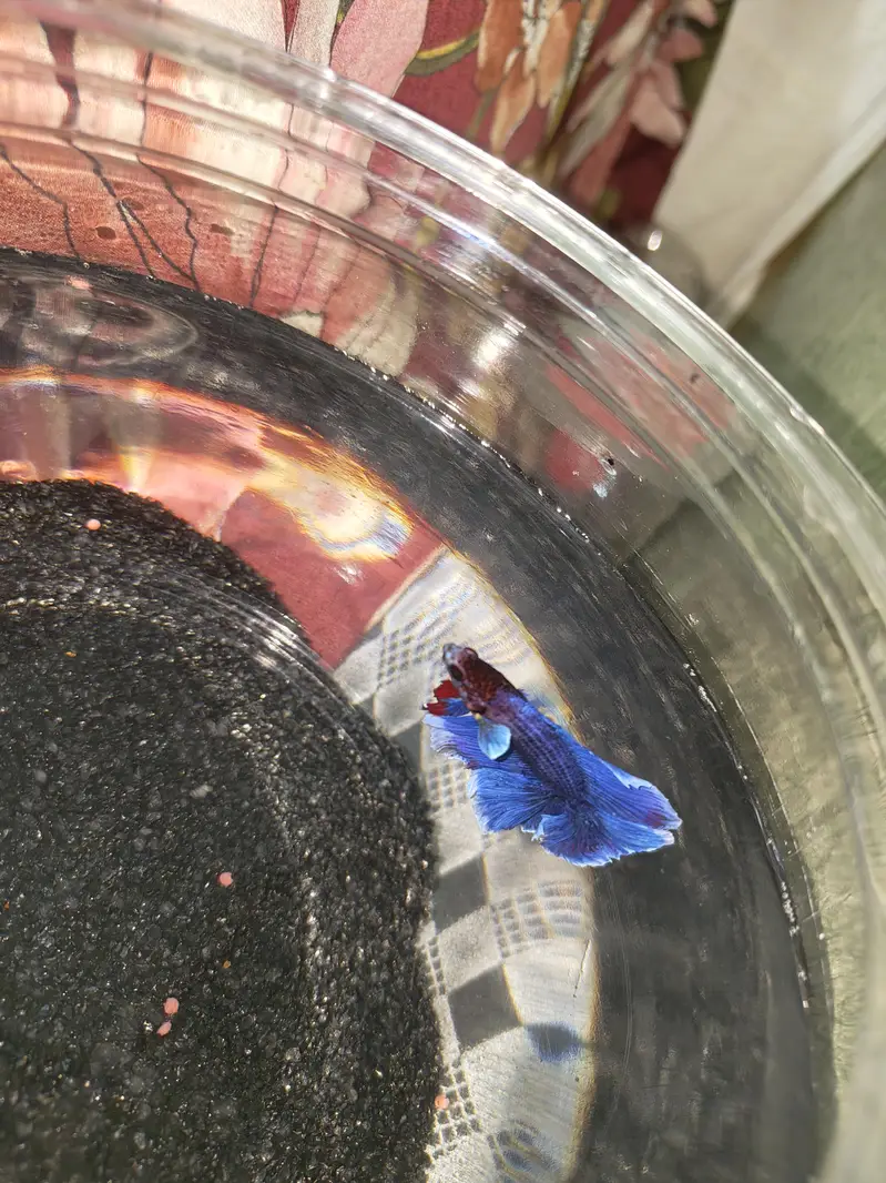 BETTA FISH FOR SALE | WHOLE SALE RATE AVAILABLE| MIN ORDER 50 PCS — photo 10