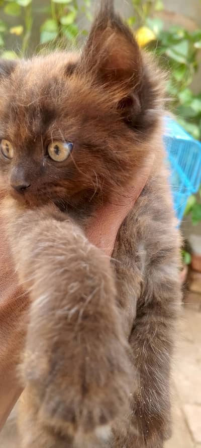2 female kittens
