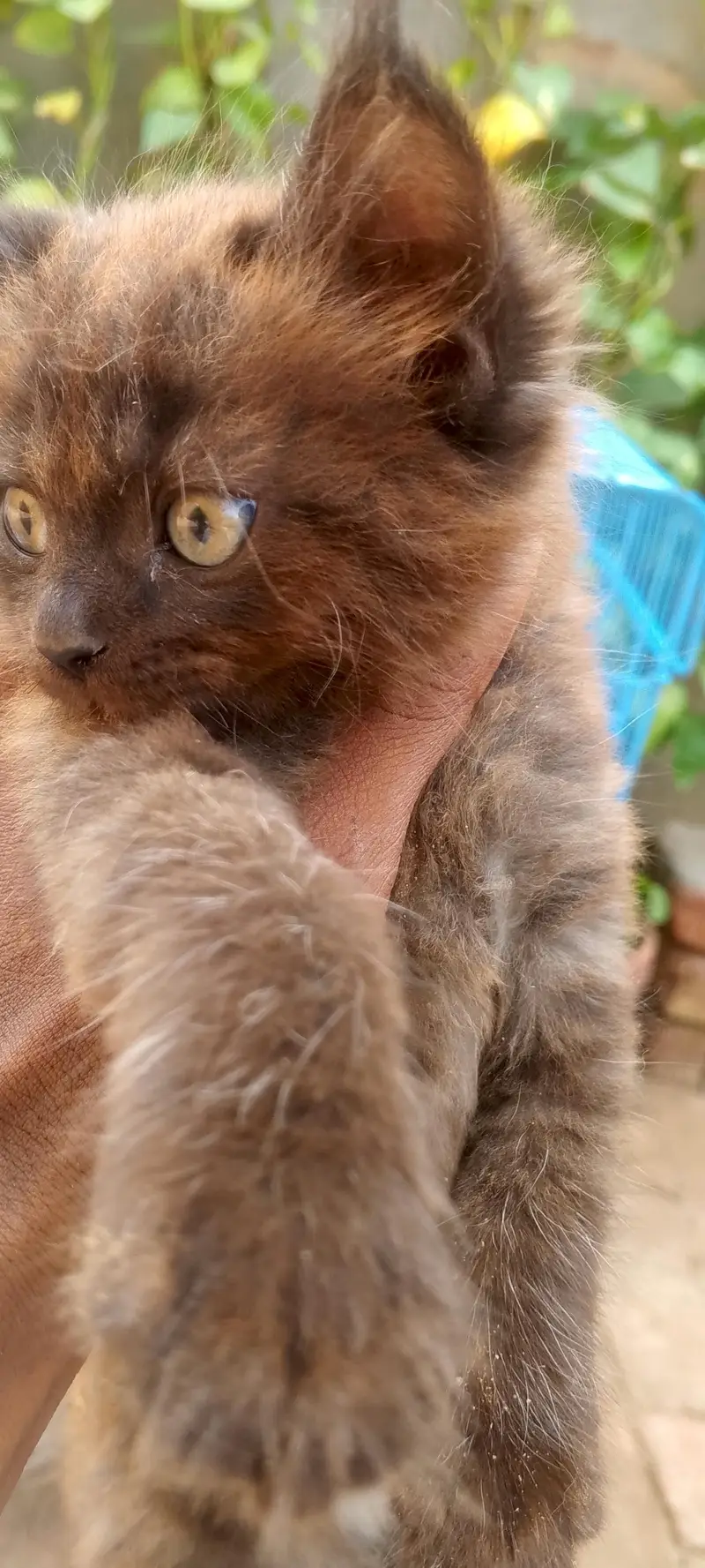 2 female kittens