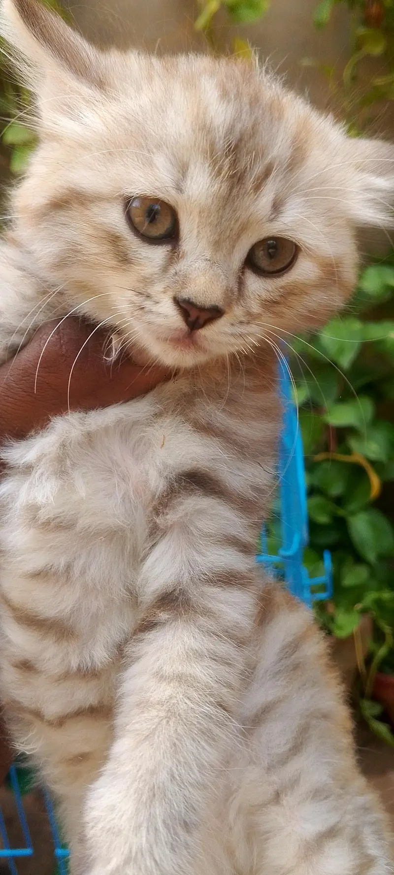 2 female kittens — photo 2