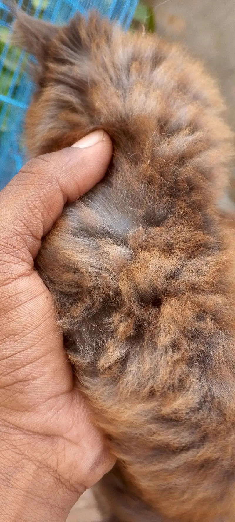 2 female kittens — photo 3