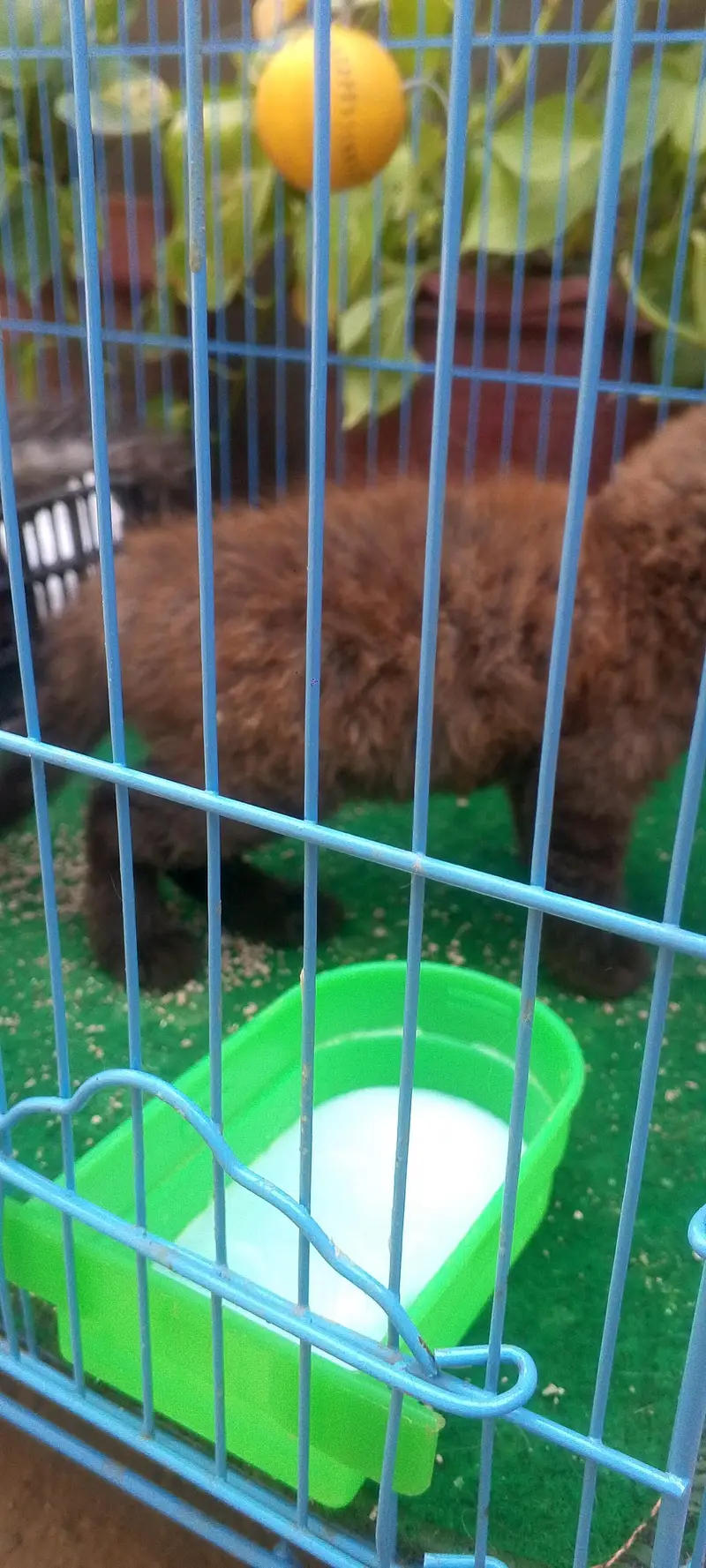 2 female kittens — photo 4