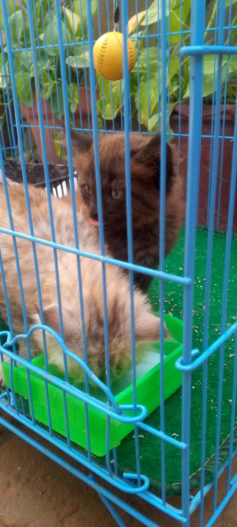 2 female kittens — photo 5