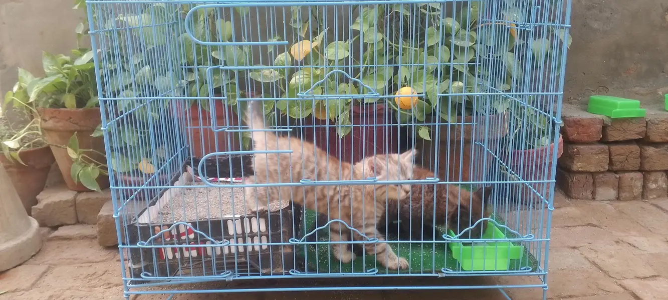 2 female kittens — photo 6