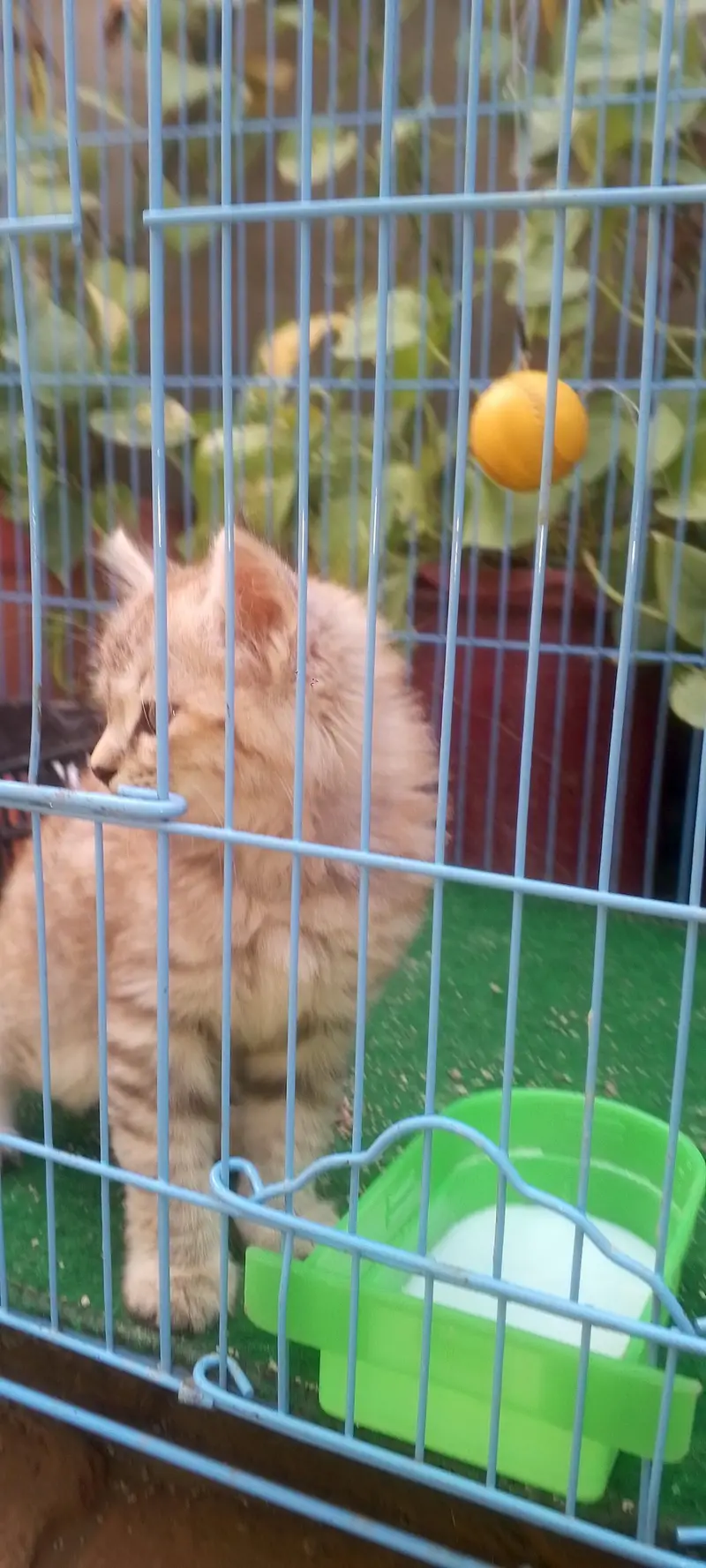 2 female kittens — photo 8