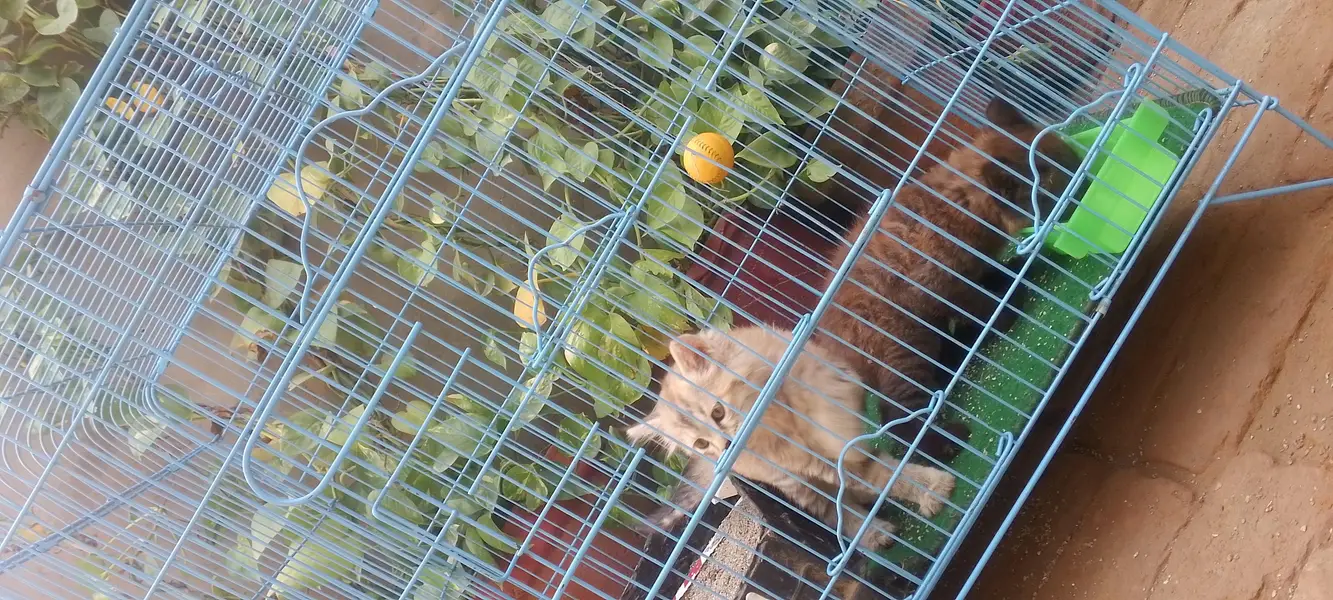 2 female kittens — photo 9