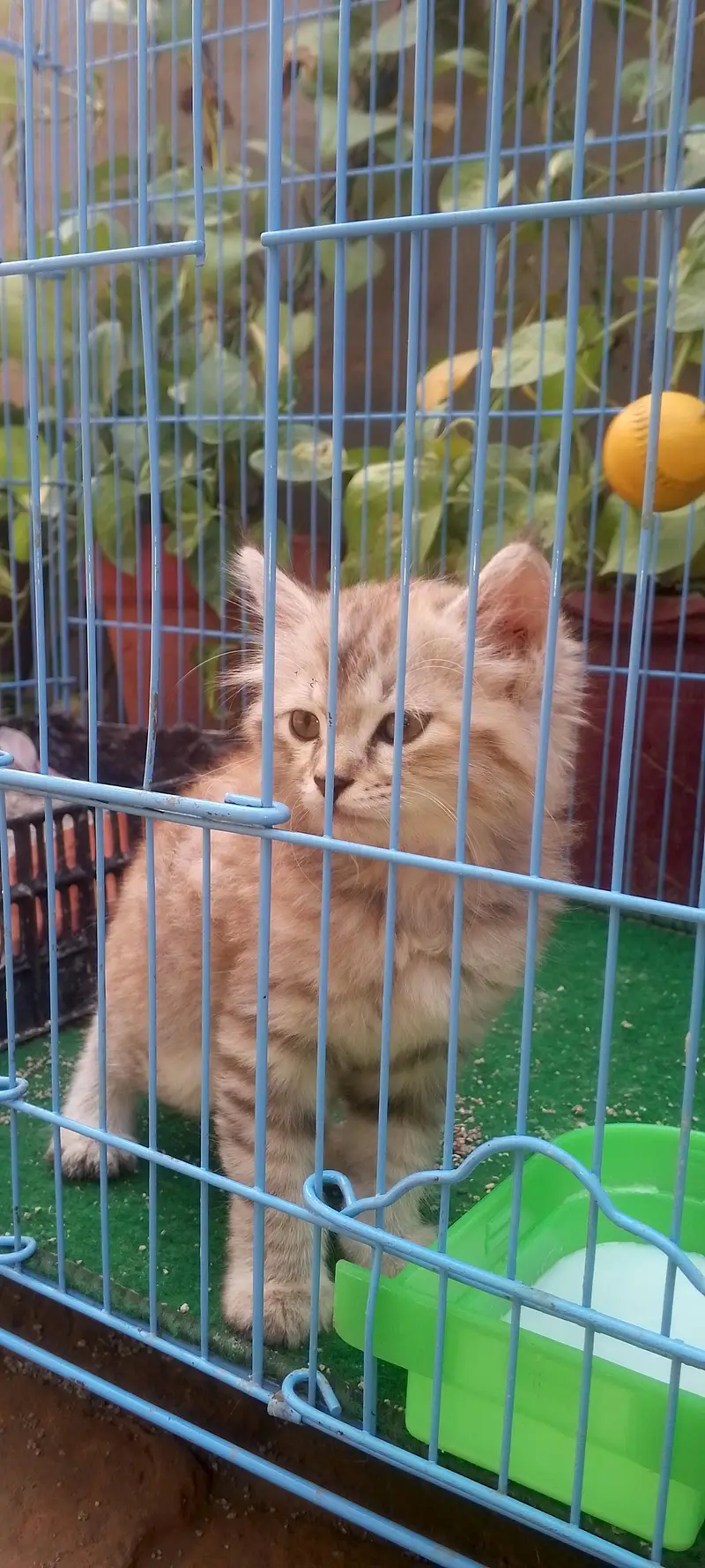 2 female kittens — photo 10