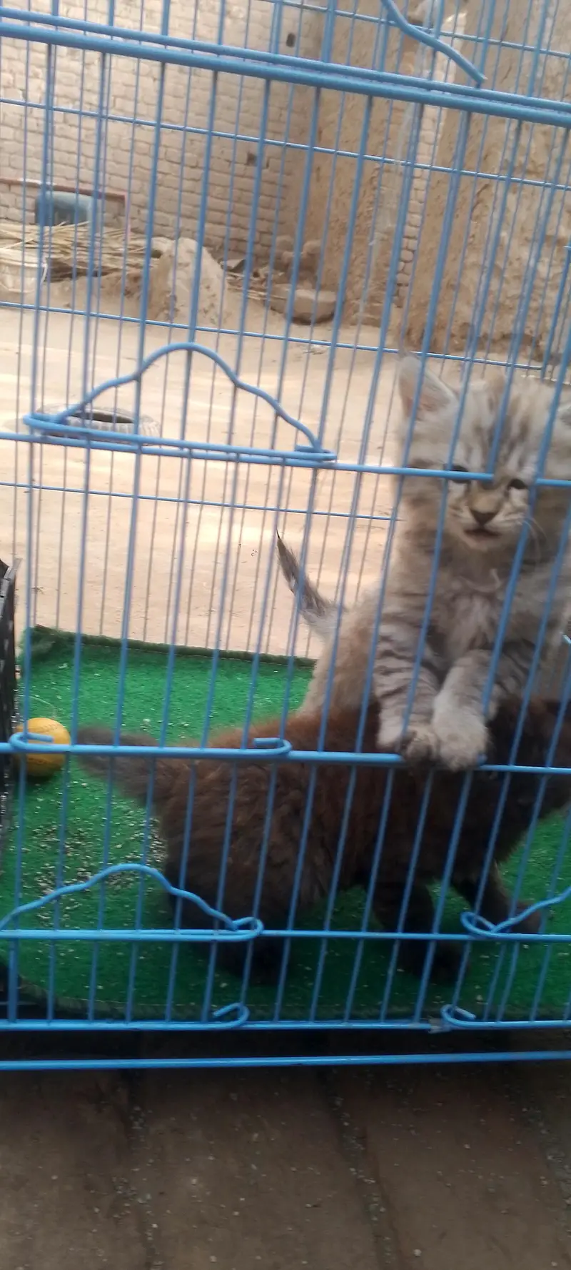 2 female kittens — photo 11