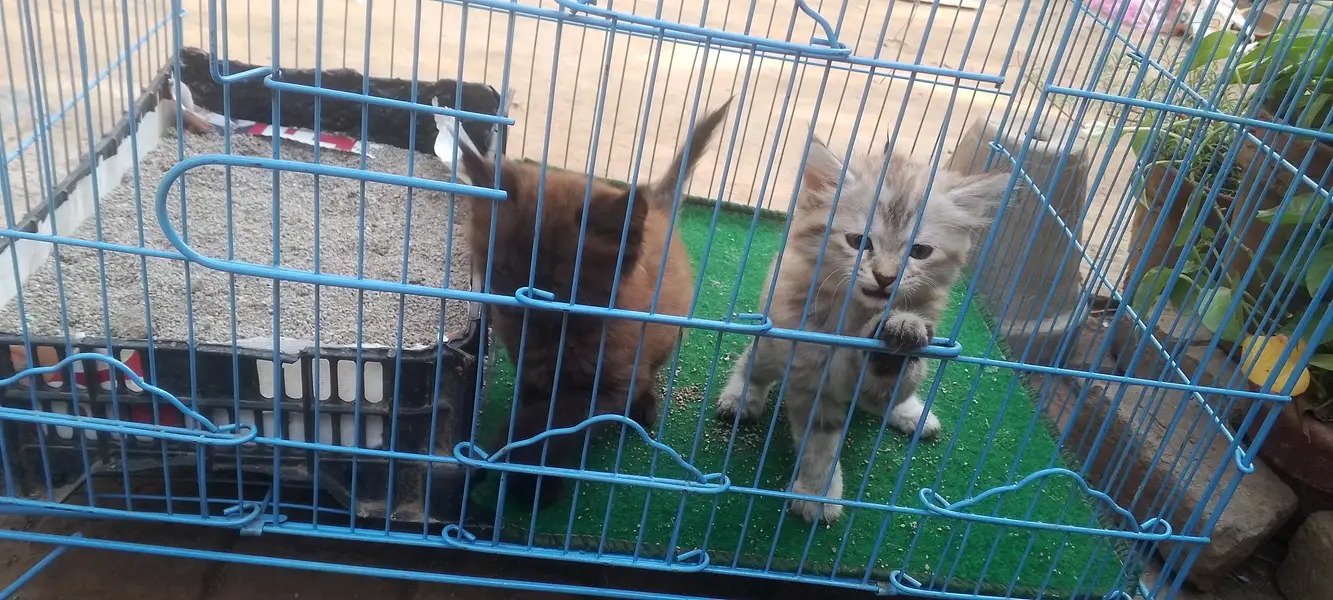 2 female kittens — photo 12