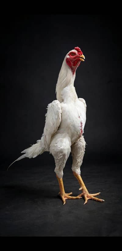 Shamo Aseel for sale