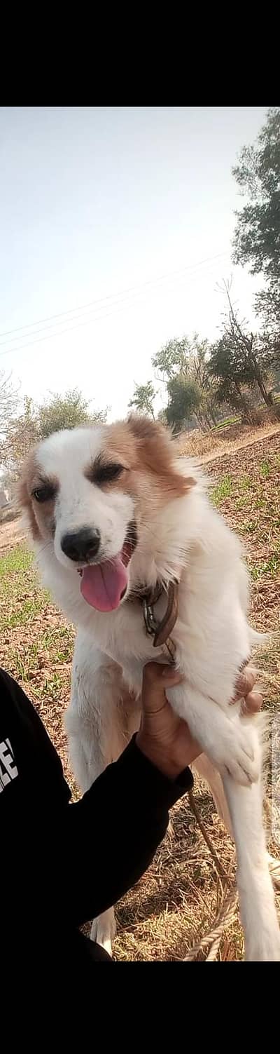 Herding Dog
