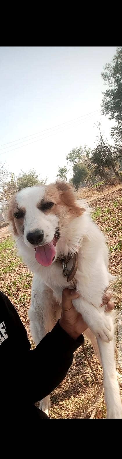 Herding Dog 0