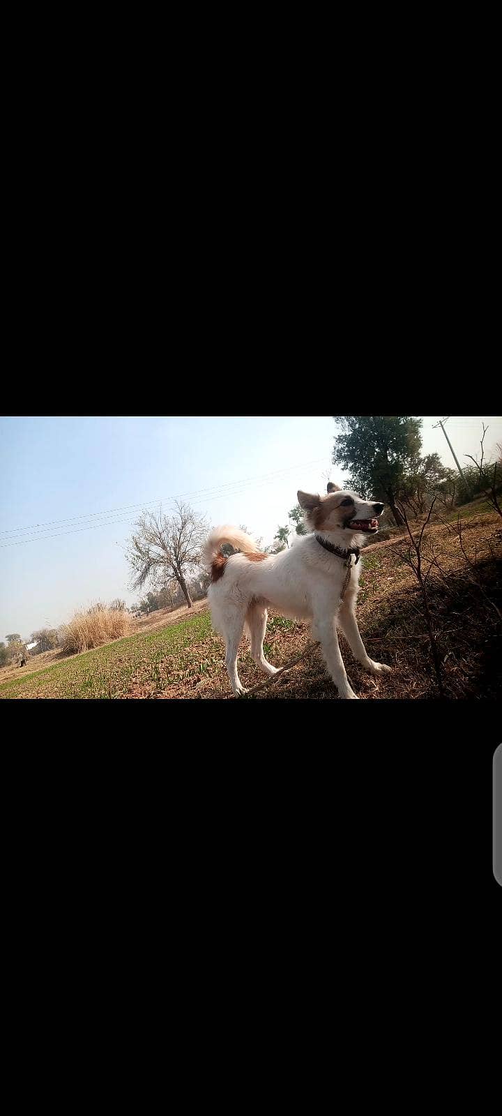 Herding Dog 1