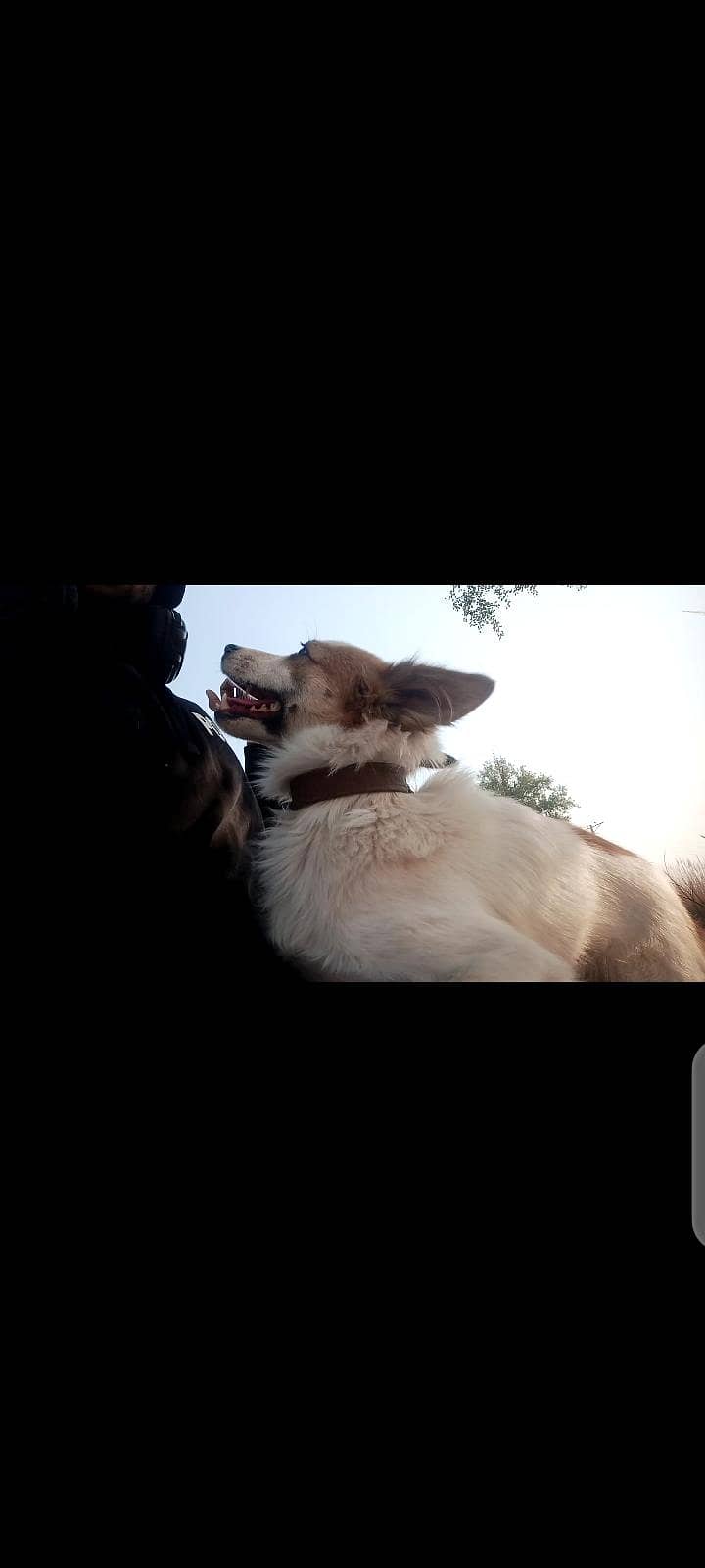 Herding Dog 2