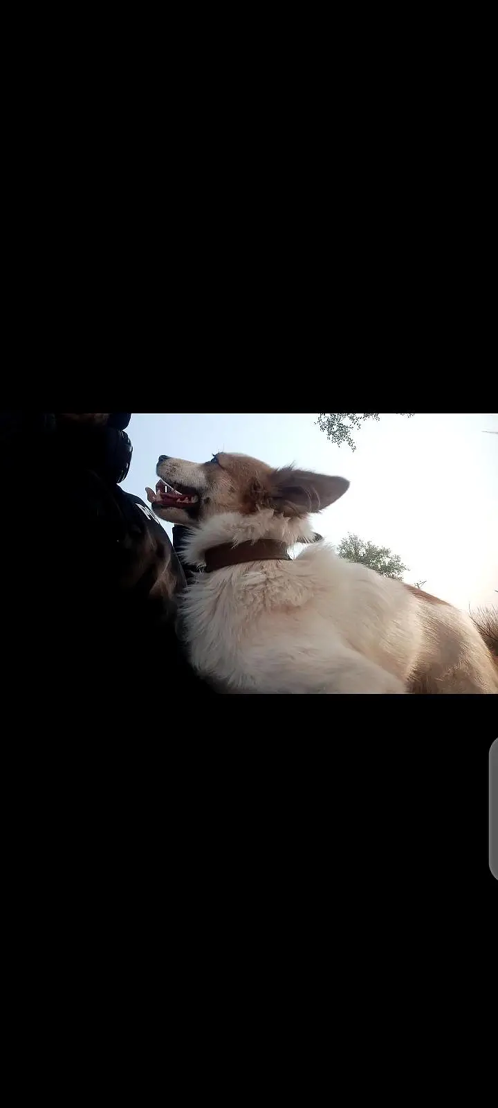 Herding Dog — photo 3