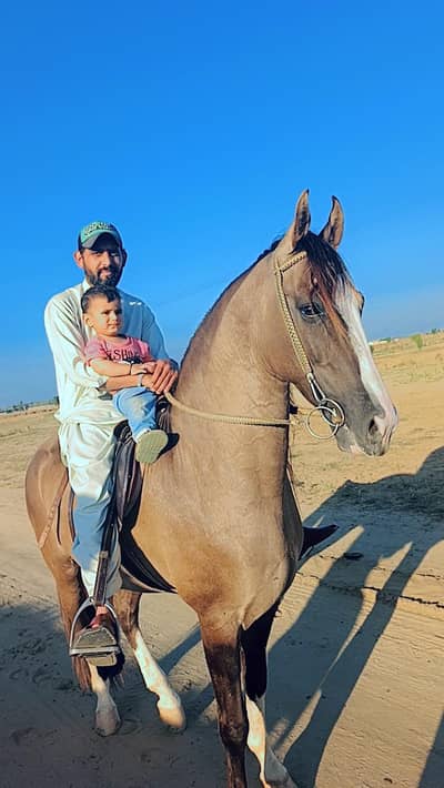horse for sale The man who understands, please. Contact