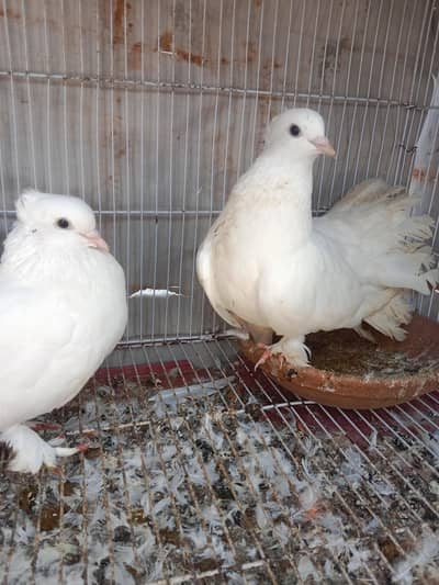 Lakhy breeder pair for sale