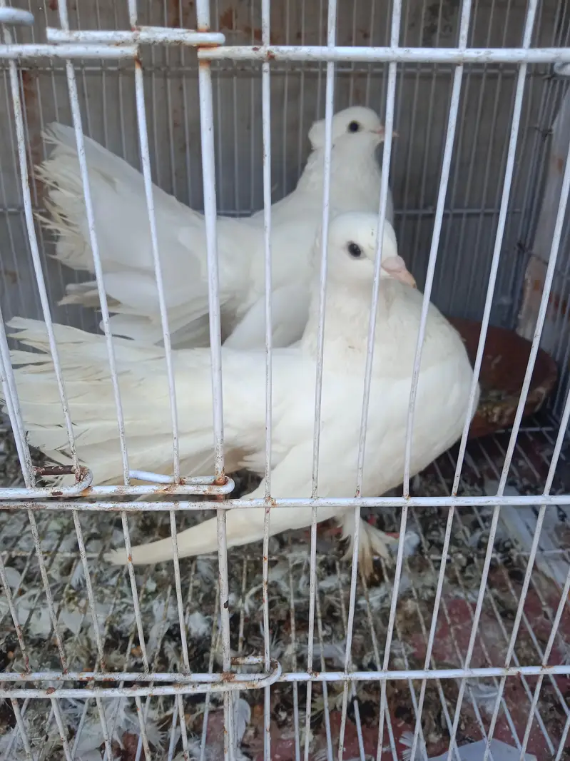 Lakhy breeder pair for sale — photo 2
