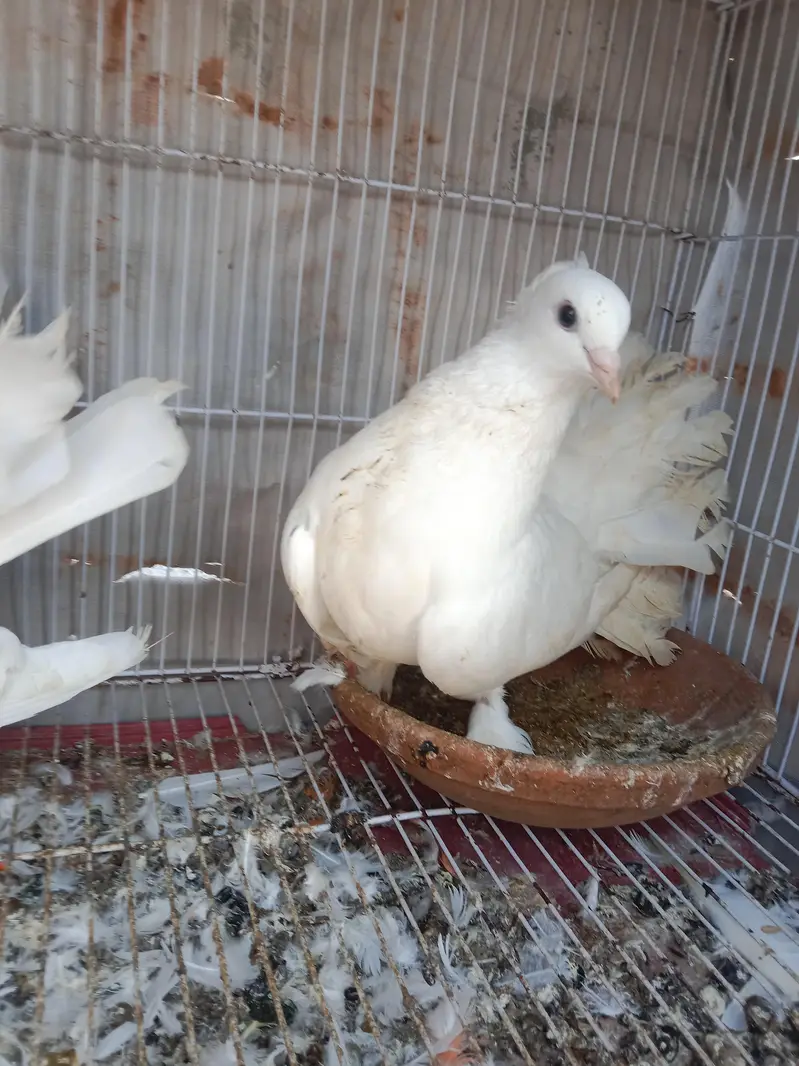 Lakhy breeder pair for sale — photo 3