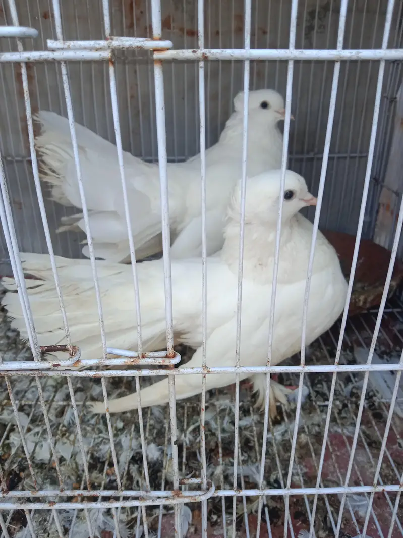 Lakhy breeder pair for sale — photo 4