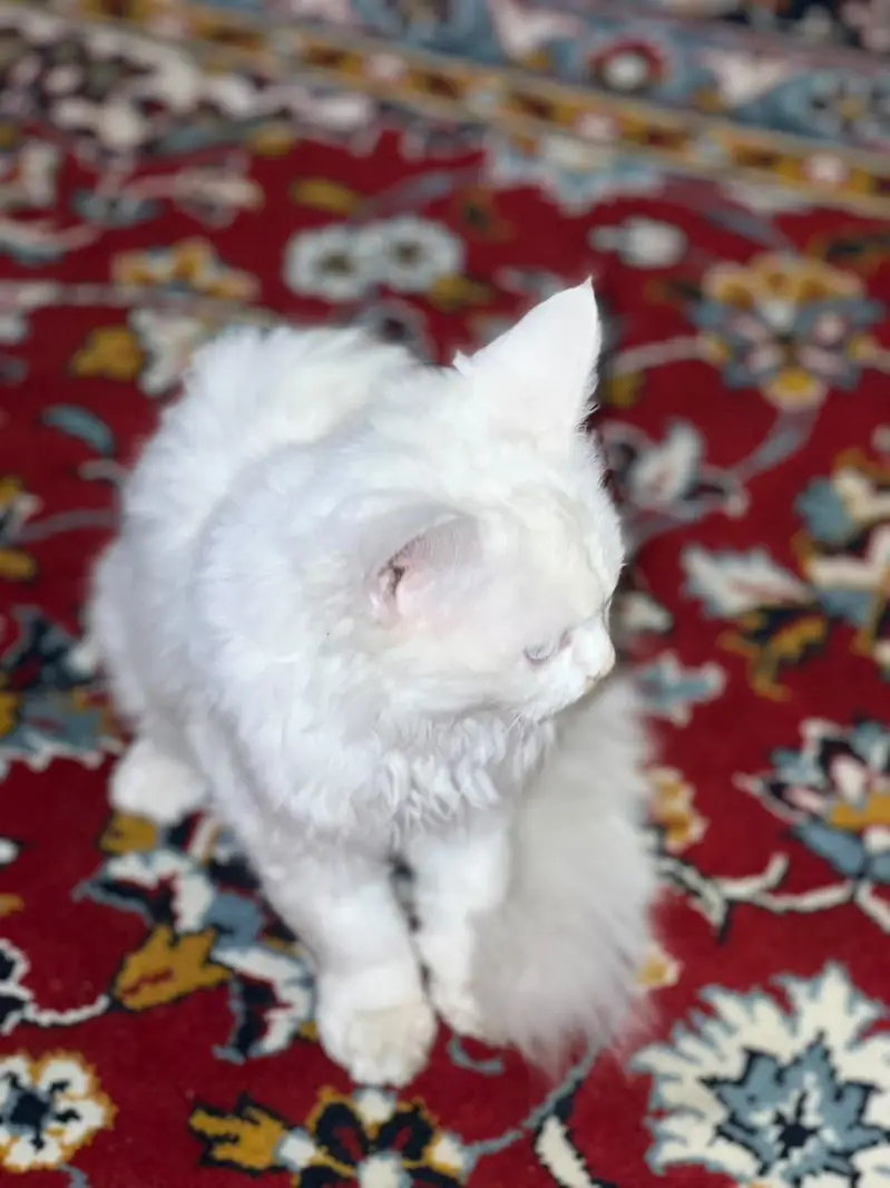 white persion cat for sale — photo 2
