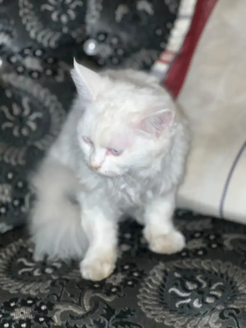 white persion cat for sale — photo 3