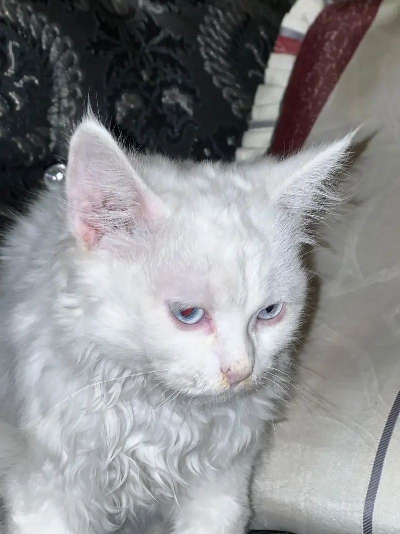 white persion cat for sale — photo 4
