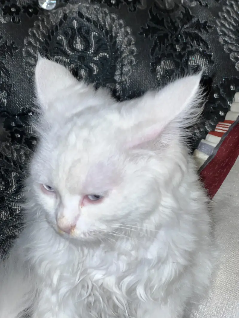 white persion cat for sale — photo 5