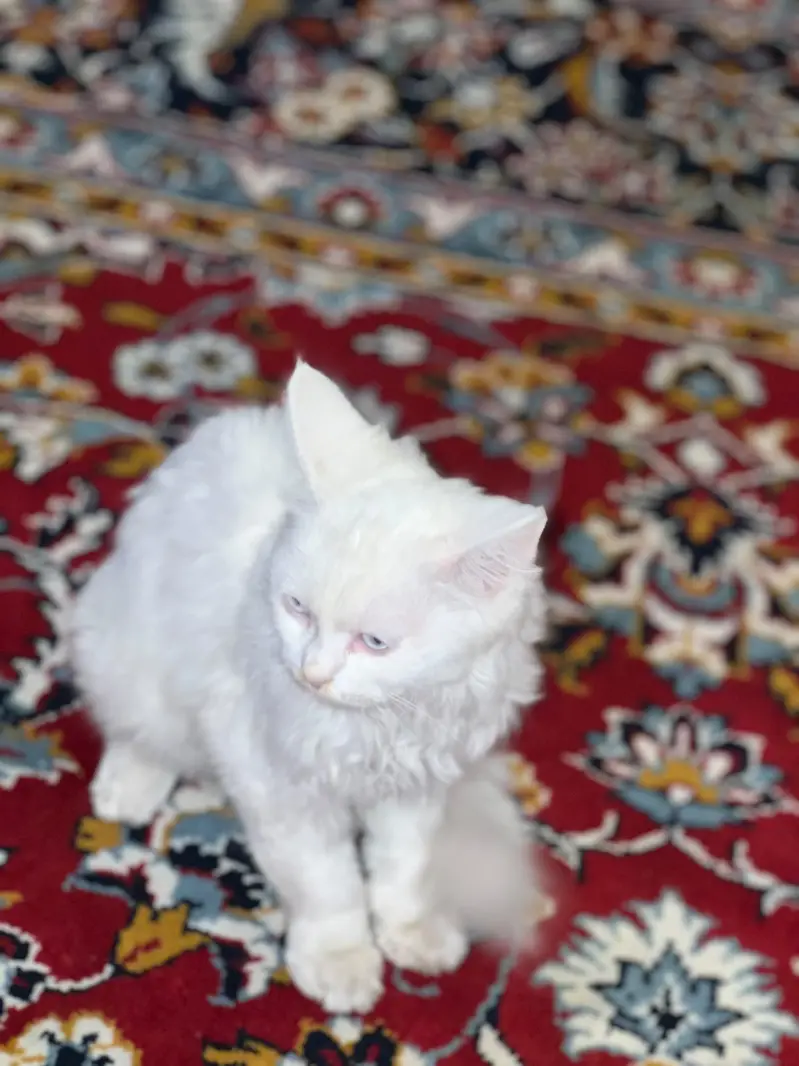 white persion cat for sale — photo 6