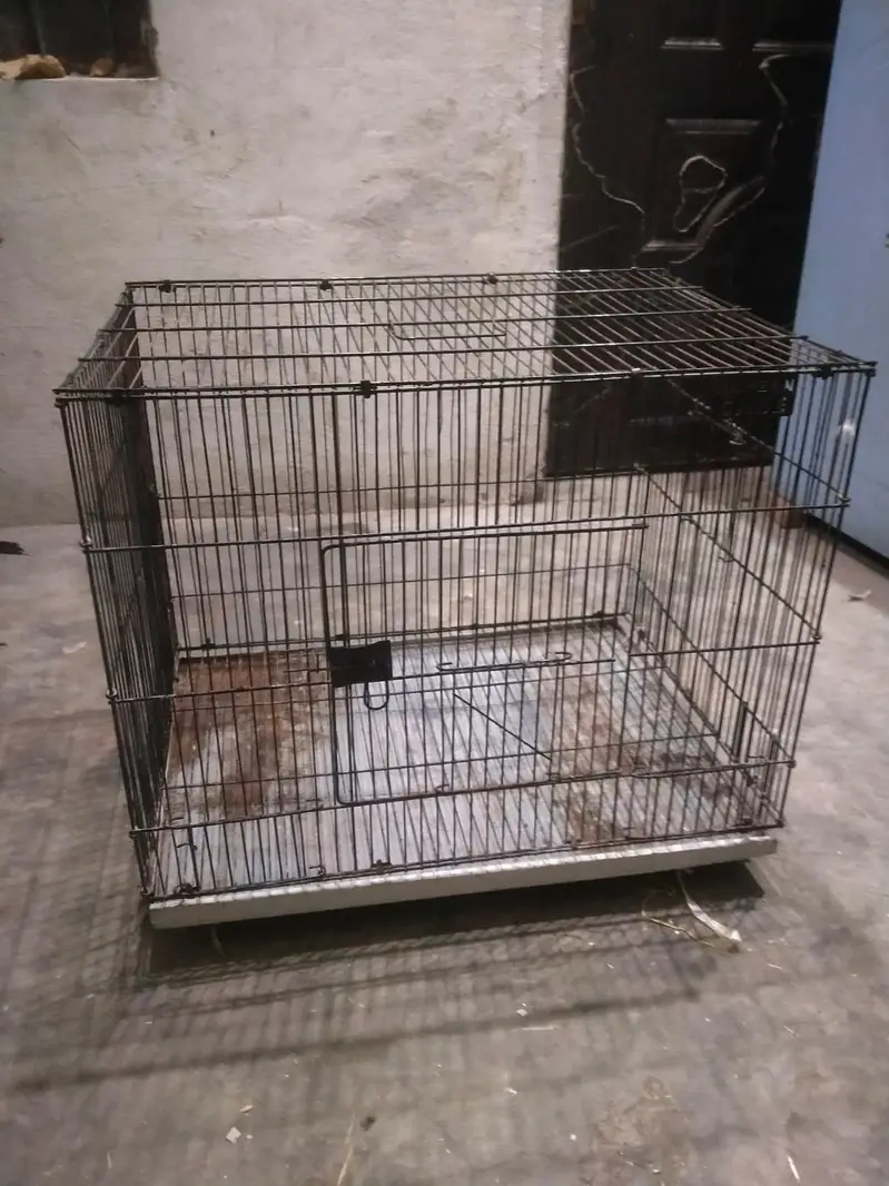 pure aseel Murga for sale 03004921012 — photo 5