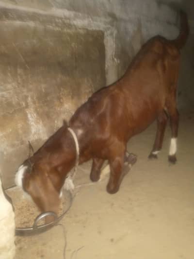 chamba male and nayab print female for sale urgent