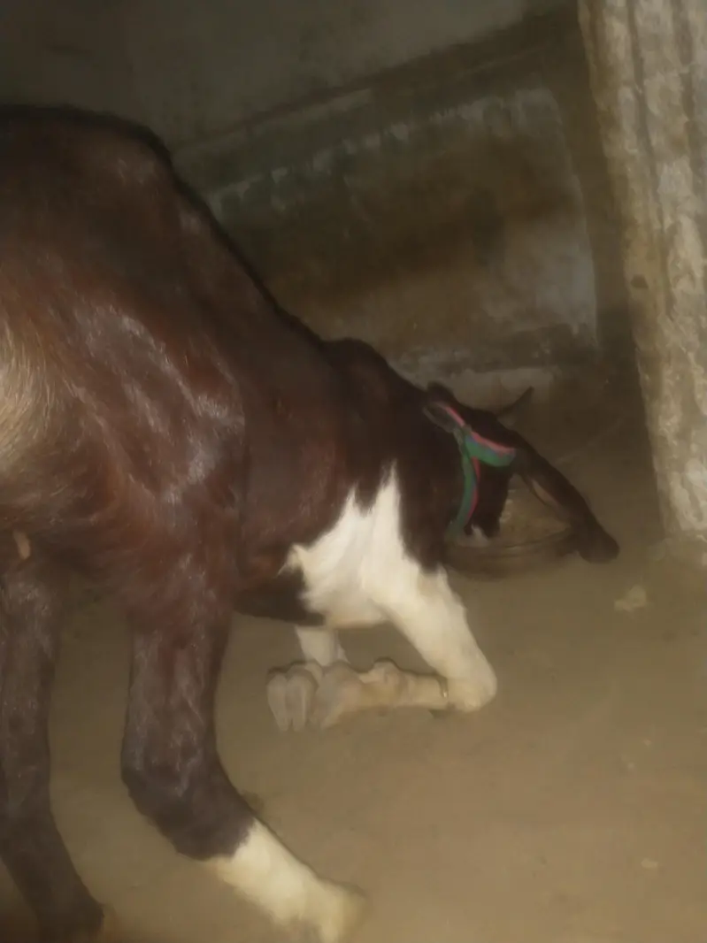 chamba male and nayab print female for sale urgent — photo 2