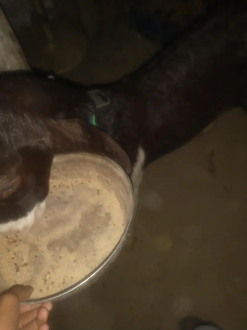 chamba male and nayab print female for sale urgent — photo 3
