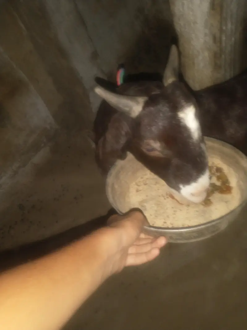 chamba male and nayab print female for sale urgent — photo 4