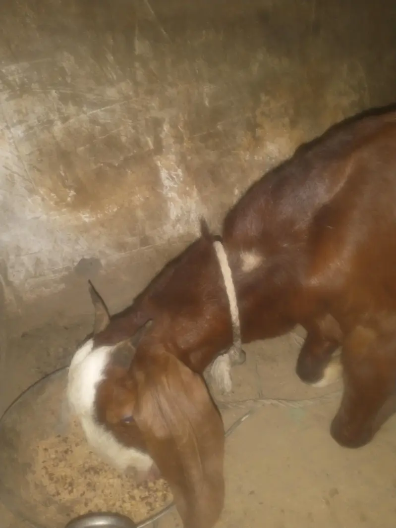 chamba male and nayab print female for sale urgent — photo 6