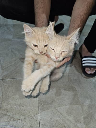 Persian cats