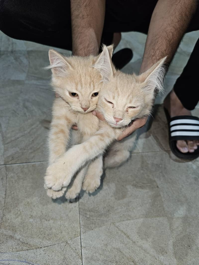 Persian cats 0