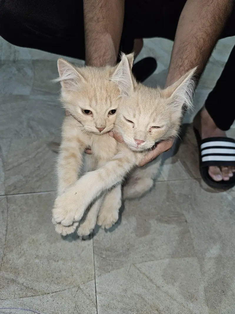 Persian cats