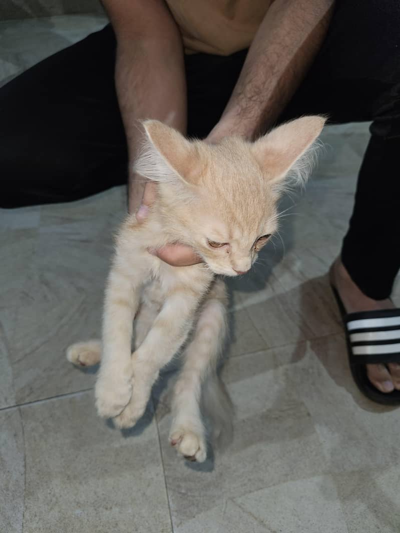 Persian cats 1