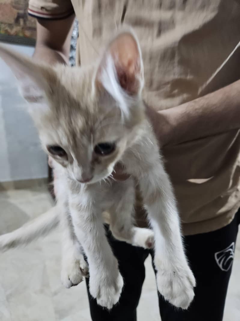 Persian cats 4