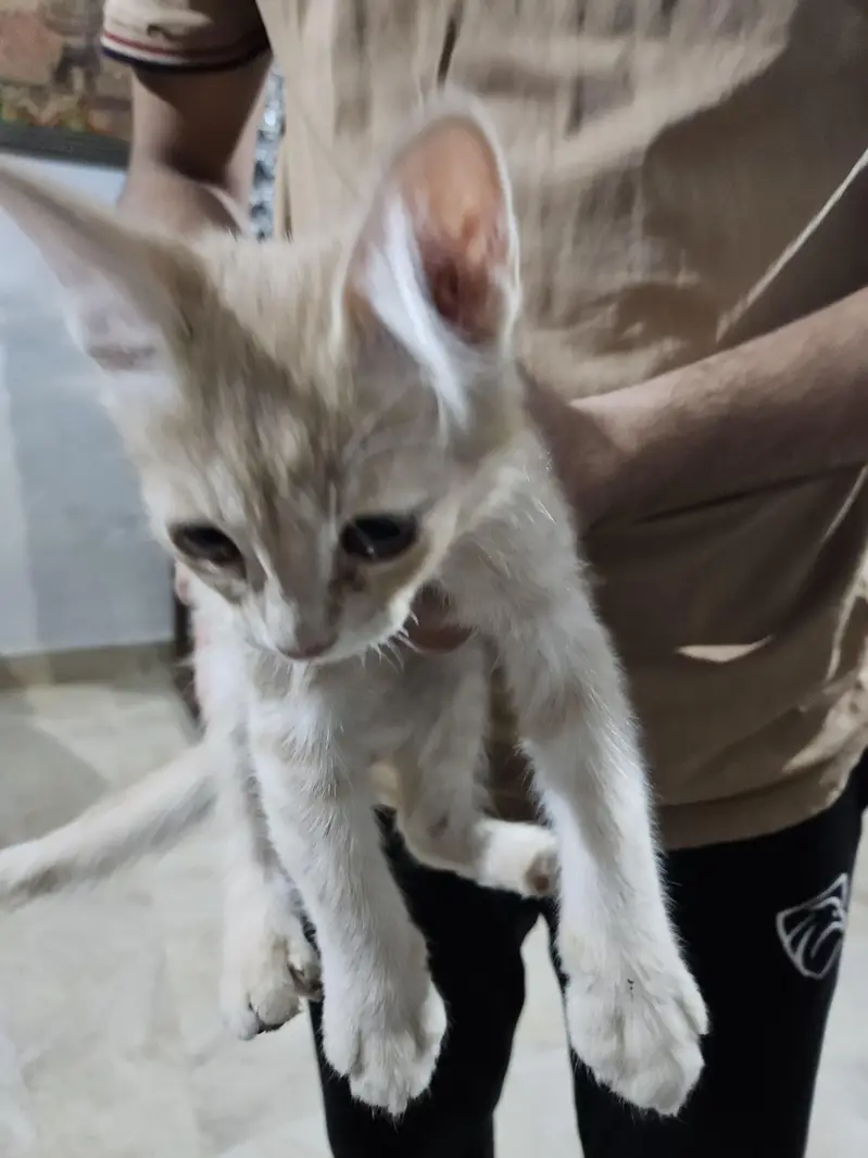 Persian cats — photo 5